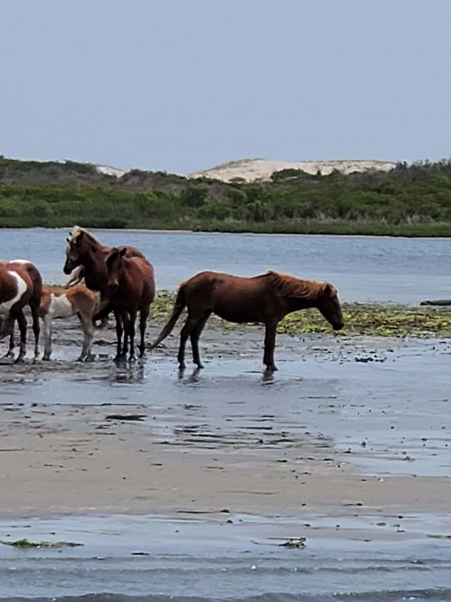 a herd of cattle walking across a beach next to a body of water