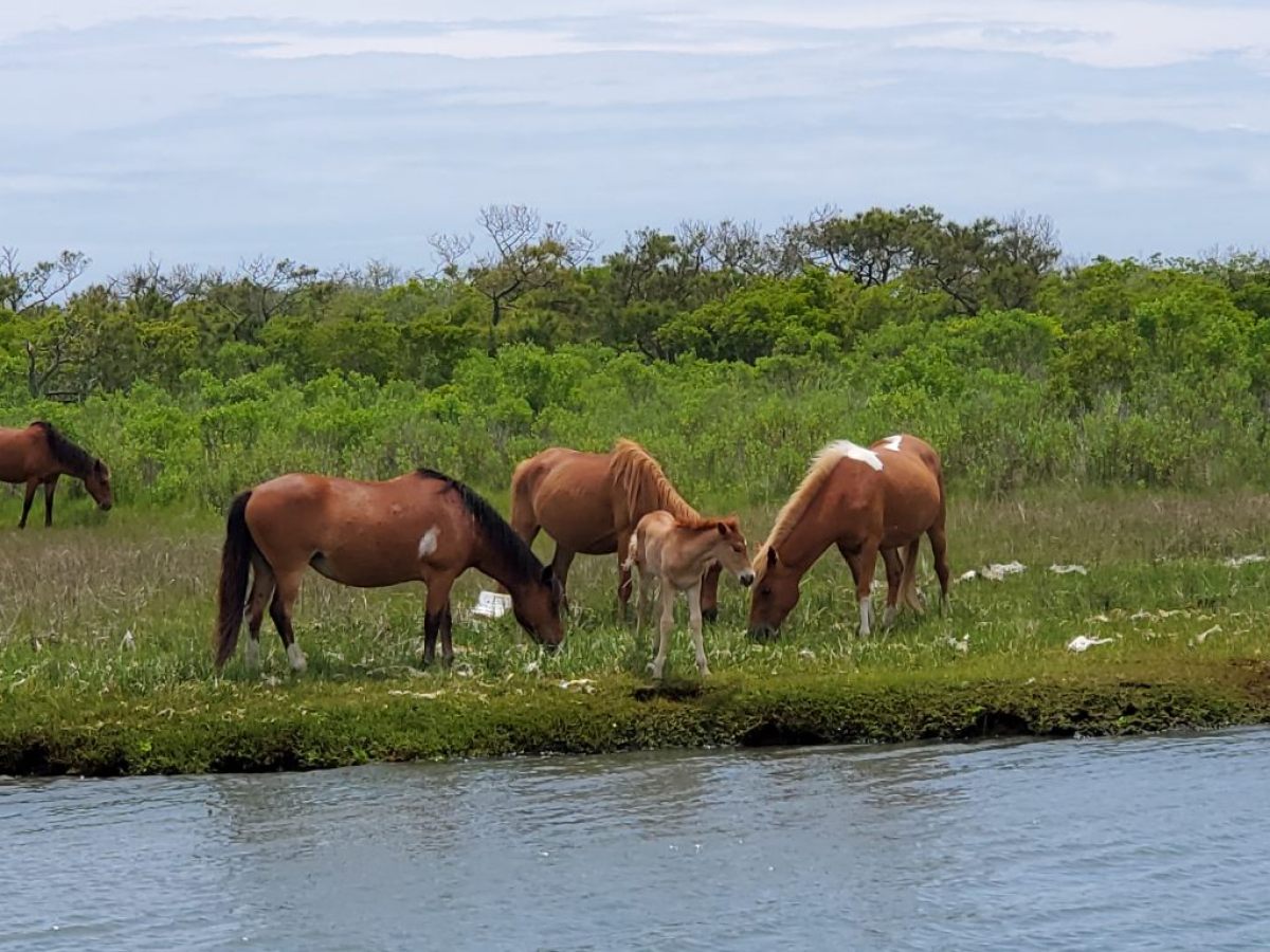 a brown horse standing next to a body of water