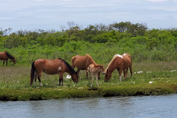 a brown horse standing next to a body of water