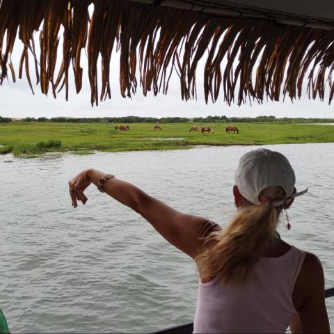 People on a boat observe wild horses grazing on a grassy shoreline.