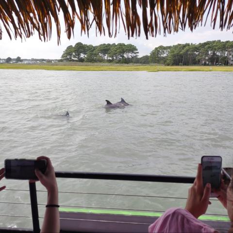 People on a boat photographing dolphins swimming in the water near a grassy shoreline.